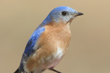Male Eastern Bluebird