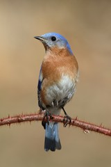 Male Eastern Bluebird