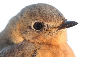 Female Eastern Bluebird