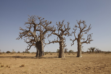 bao bao baobab tree in africa savanna