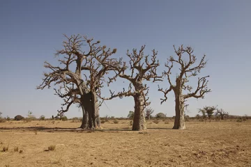 Afwasbaar Fotobehang Baobab bao bao baobab boom in afrika savanne