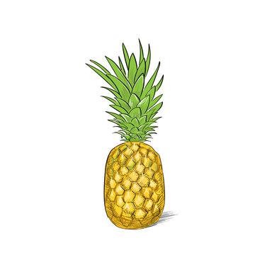 pineapple fruit color sketch draw isolated over white background