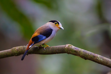Silver-breasted Broadbill (Serilophus lunatus)