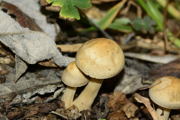 Mushrooms in the forest