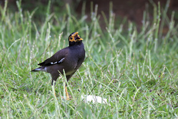 Common myna on the grass.