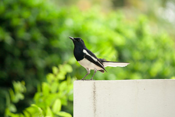 Magpie