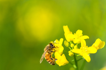 菜の花とみつばち