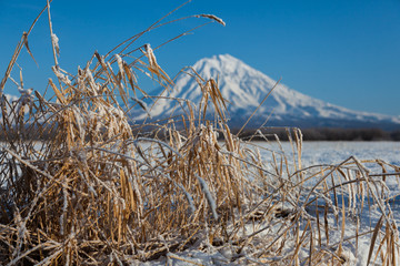 Fototapeta premium Dry grass sticking out of the snow. Mountains and hills.