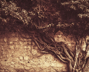 Old ivy growing on the ancient brick wall, retro tinted