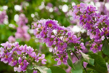 Lagerstroemia speciosa, Pride of India, Queen's flower