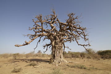 bao bao baobao tree in africa savanna