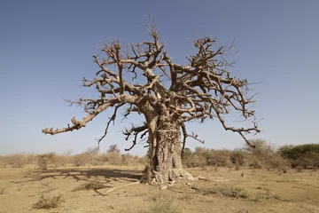 Cercles muraux Baobab bao bao baobao tree in africa savanna