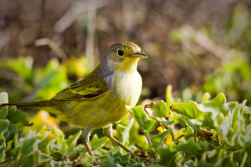 Yellow warbler bird in the Galapagos islands