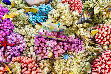 Underwater world with corals and tropical fish.