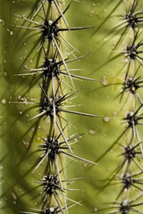 Close Up Of Cactus Barbs