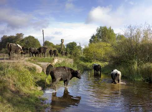 cows in russian village walking through river