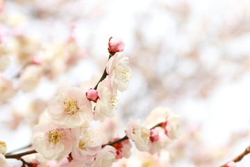 八重咲きの白梅