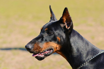 Closeup photo of a Doberman Pinscher