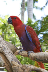 red parrot sitting on a tree