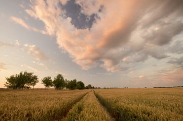 krajobraz polny po przejściu wieczornej burzy © Mike Mareen