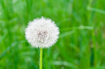 One dandelion