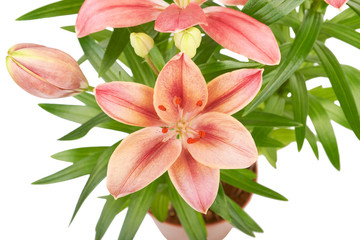 Lily flower isolated on white background