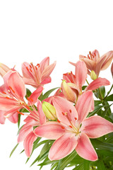 Obraz na płótnie Canvas Lily flower isolated on white background