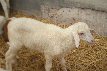 Many lambs on the farm.