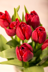 Red tulips on an antique wooden background