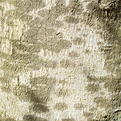 mottled bark of a tree trunk, background texture