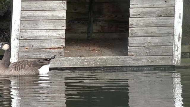 Gans schwimmt auf dem Teich