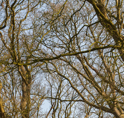 Branches of trees against the sky