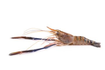 Giant freshwater prawn, Fresh shrimp isolate on white background