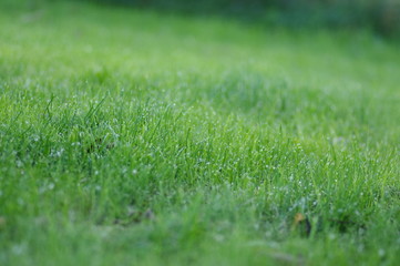 Fototapeta na wymiar Green grass with water drops.