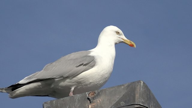 Silberm&ouml;we sitzt auf Pfahl vor blauem Himmel