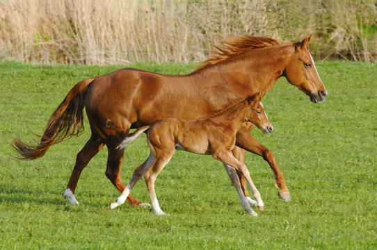 Pferd Stute und Fohlen im Galopp