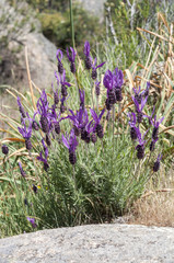 Fototapeta premium Flowers of Spanish lavender, Lavandula stoechas
