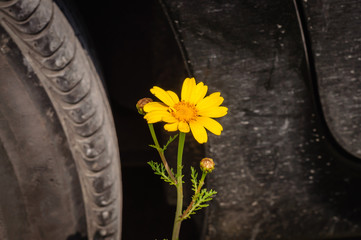 yellow flower