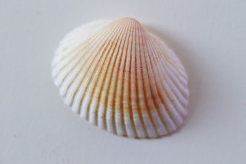 Sea shell