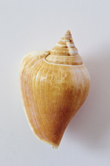 Sea shell