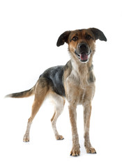 Mixed-Breed Dog