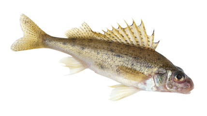 Eurasian ruff (Gymnocephalus cernua)