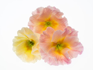 プリムラの花束