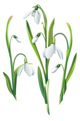 Snowdrop Flowers Isolated