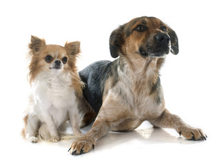 Mixed-Breed Dog and chihuahua