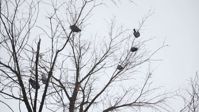 голуби на дереве