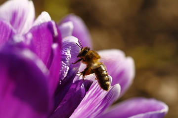 Biene und Krokus
