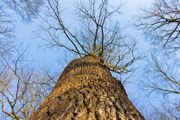 Blick am Baum entlang