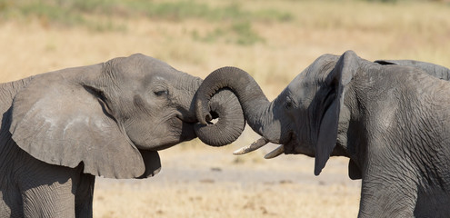 Fototapeta na wymiar Two elephant greeting at a waterhole to renew relationship