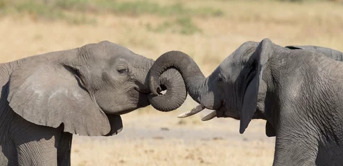 Papier Peint photo Lavable Éléphant Deux éléphants saluant à un point d& 39 eau pour renouveler leur relation